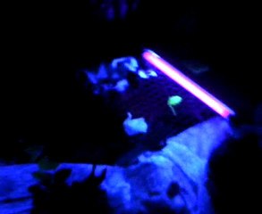 Fest last nite