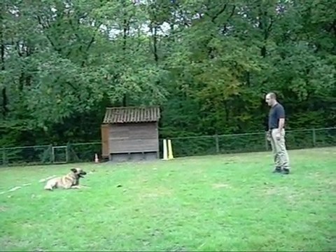 l'Obéissance au Bouguenais Sport Canin