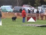 Concours canin inter races à Dambenois