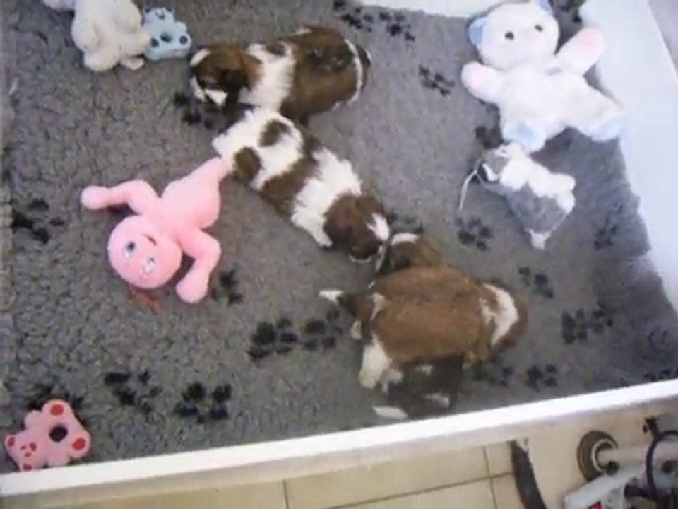 bebes chang tzi a  1 mois 2010