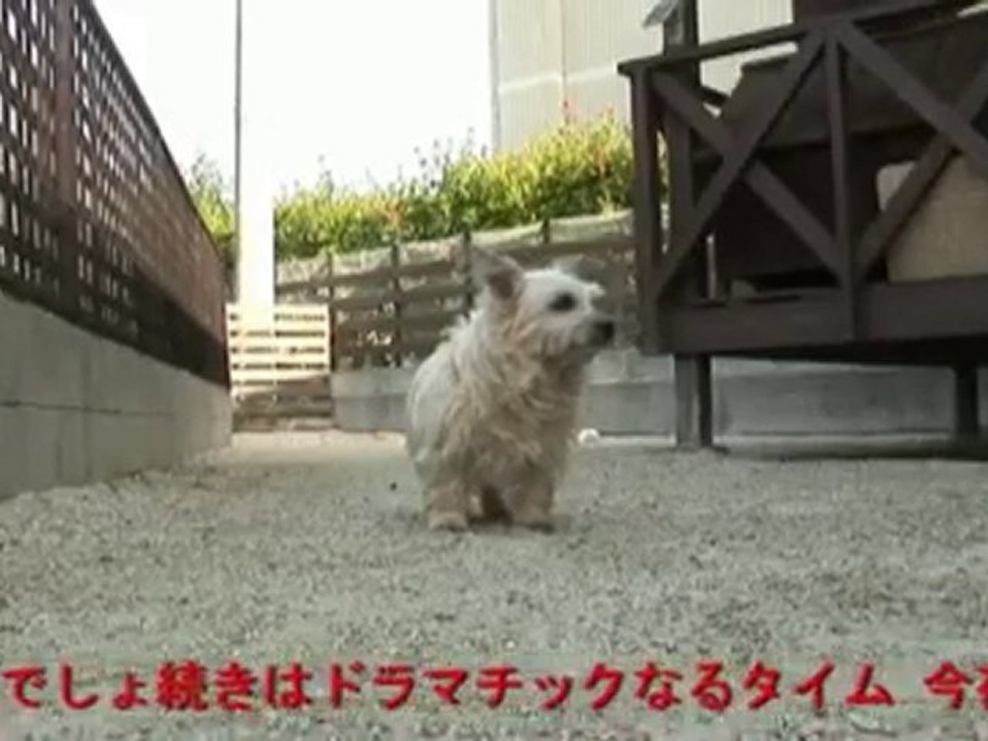 Shy Lucky Color 動画 Dailymotion