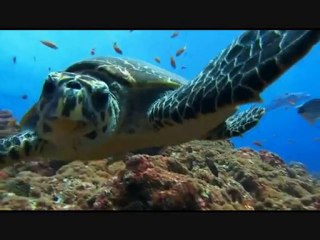 SOLAR FIELDS - WATER SILENCE