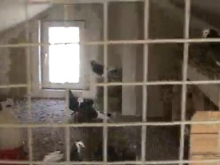 kuşlar-ibrahim-kuşlar