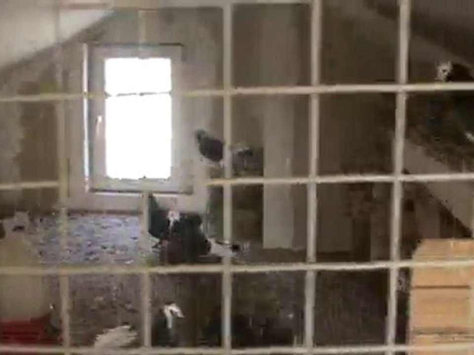 kuşlar-ibrahim-kuşlar