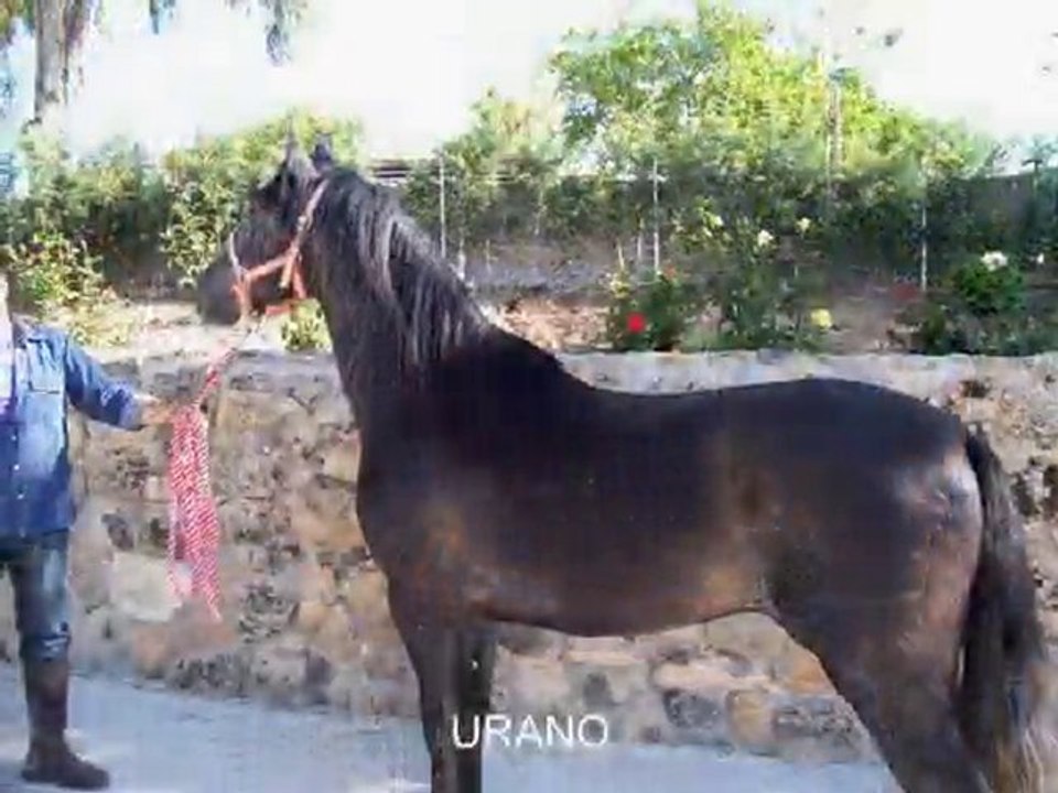 CABALLOS EN VENTA HIPICA VENTA LA CAROLINA