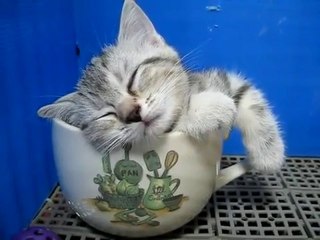 Yorumsuz kedi uyuyor