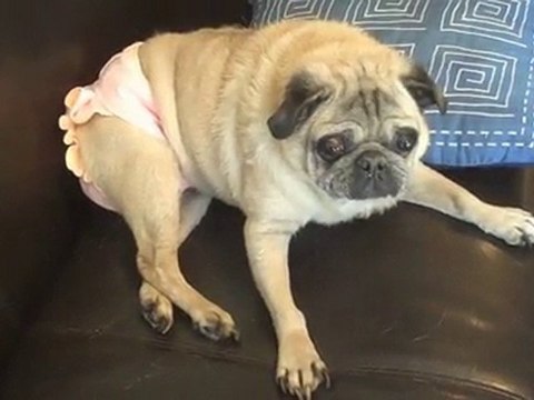 Washable Dog Diapers to the Rescue