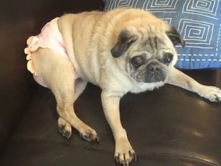 Washable Dog Diapers to the Rescue