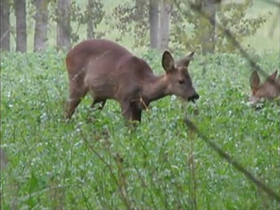 2 chevreuils à table