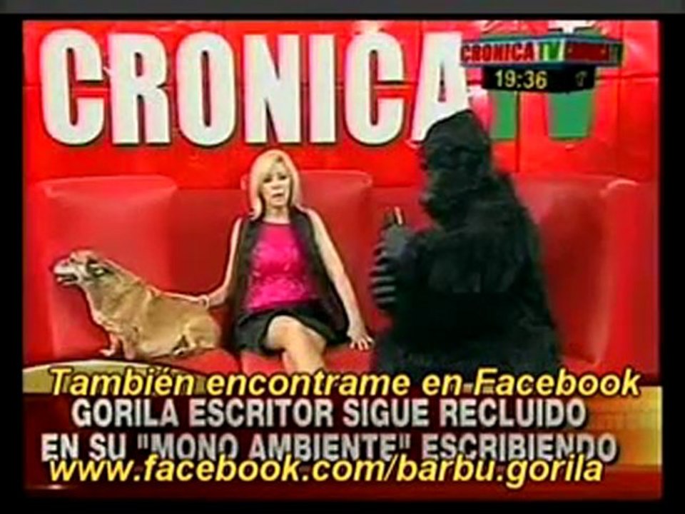 Anabela Ascar entrevista por 2º vez al gorila escritor. P 1