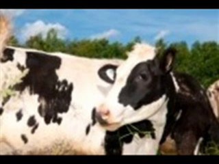 Connecter les vaches pour Ryad