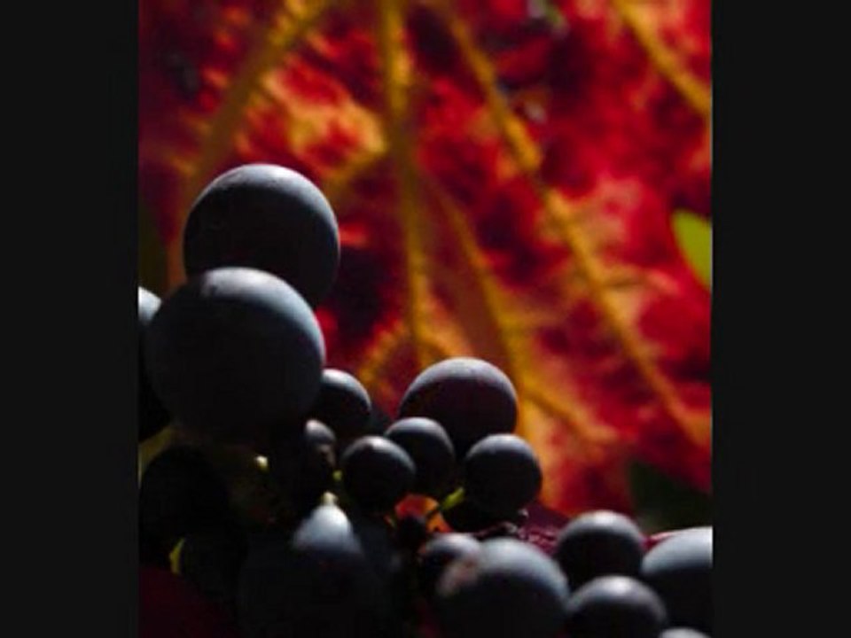 Bienvenue en pays beaujolais