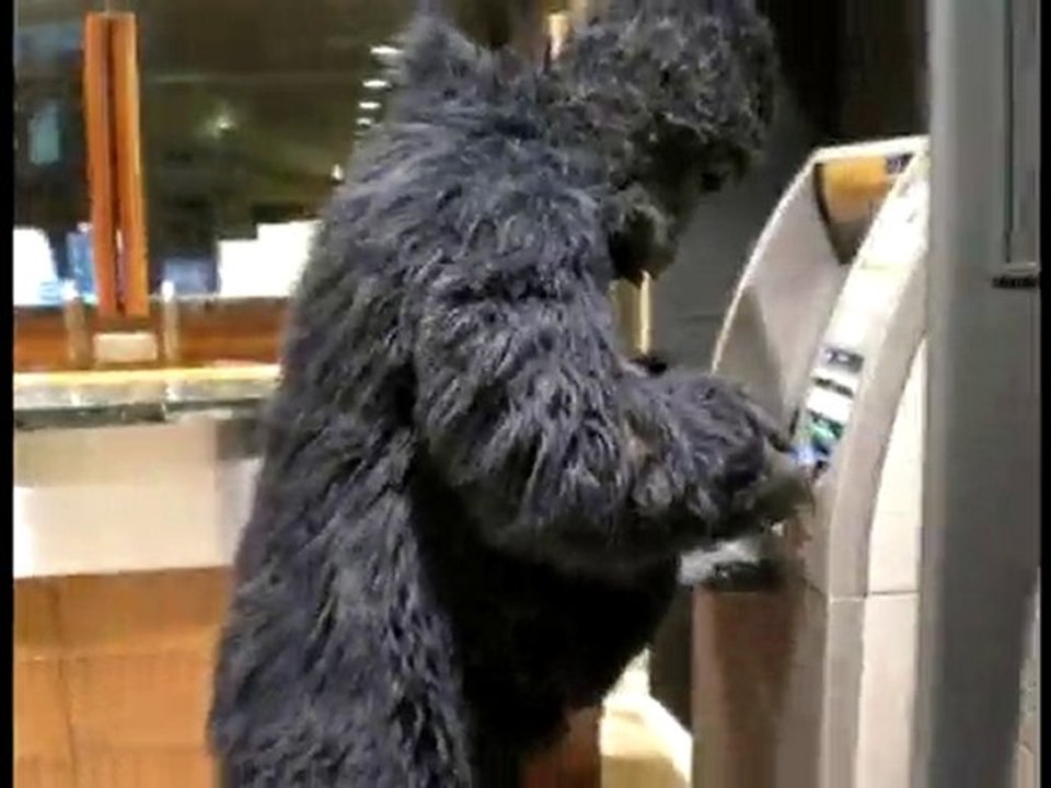 Gorila retira dinero de un cajero automático.