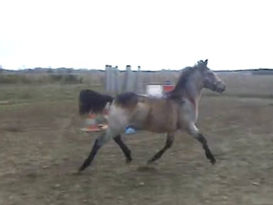 ash  poney à vendre