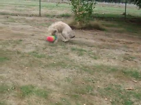 Dingle et le plumeau, elle adore! 02 octobre 2010