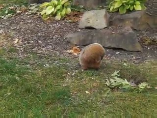 marmotte alpines du canada