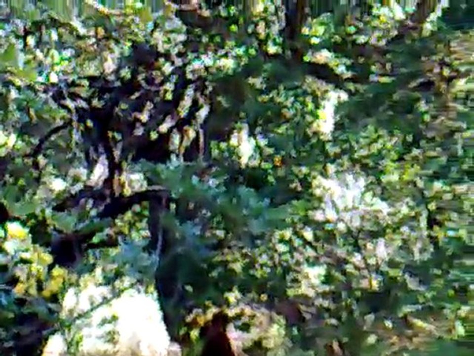 Naturaleza - https://titaclaudia.wordpress.com