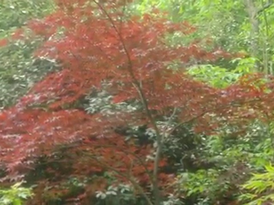 Parc et Jardins du Grand Coutoiseau-06.10