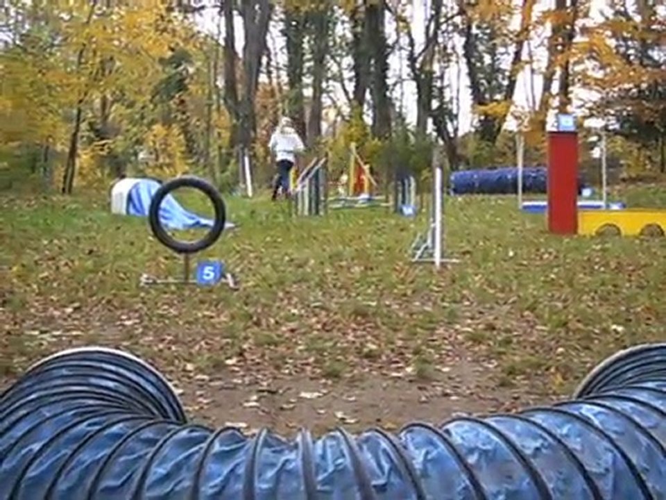 Cookie au concours interne d'agility Octobre 10  Le Jumping