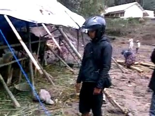 Animals Merapi volcano eruption victims cow