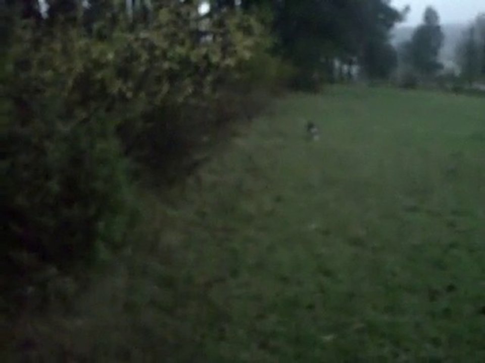 Stimulation de Jeunes Chiots 2eme partie " ca pose le nez"