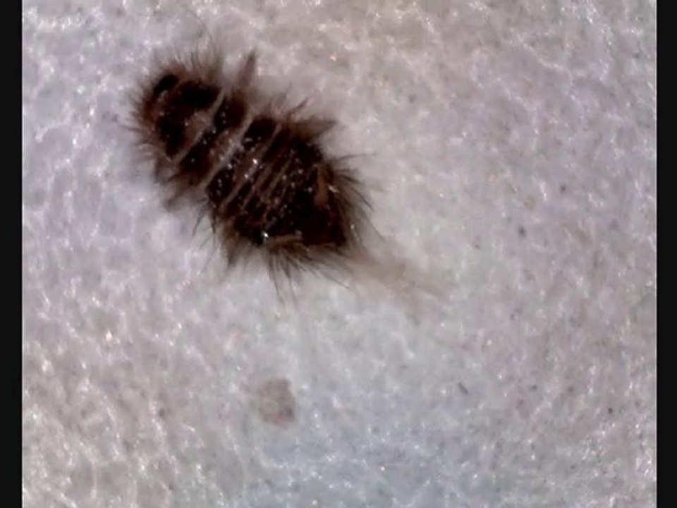 sale bête dans ma chambre