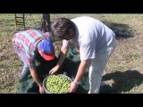 raccolta di olive in contrada Piana Vizzì CATTOLICA ERACLEA