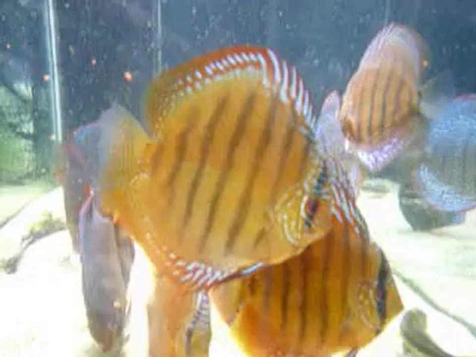 Discus