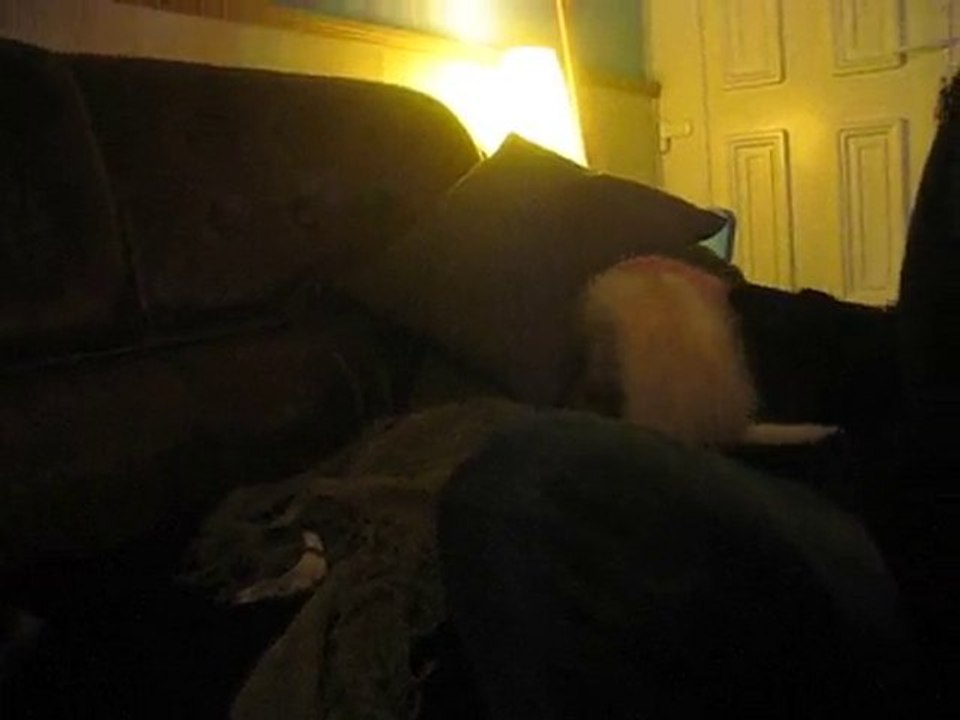crazy ferret