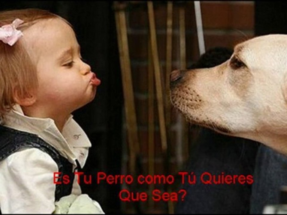 Educar Un Perro Paso a Paso [adiestramiento de Perros]