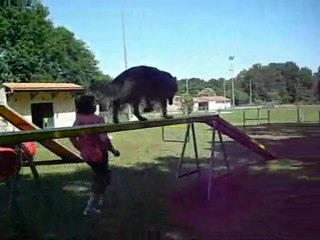 L'Agility au Bouguenais Sport Canin