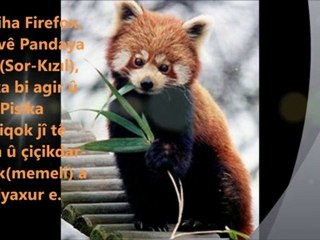 RODÎ » AZAD û Firefox a bi kurdî û bi lez :)   HD