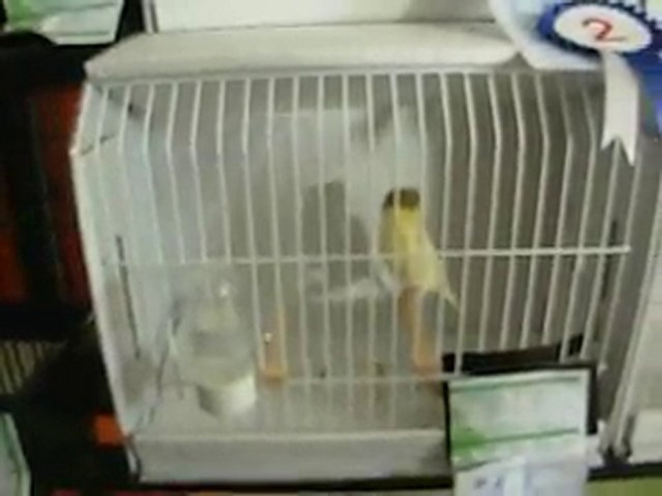 31.10.2010 Sarı Tepeli Gloster