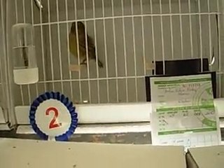 31.10.2010 Yeşil Kabak Gloster