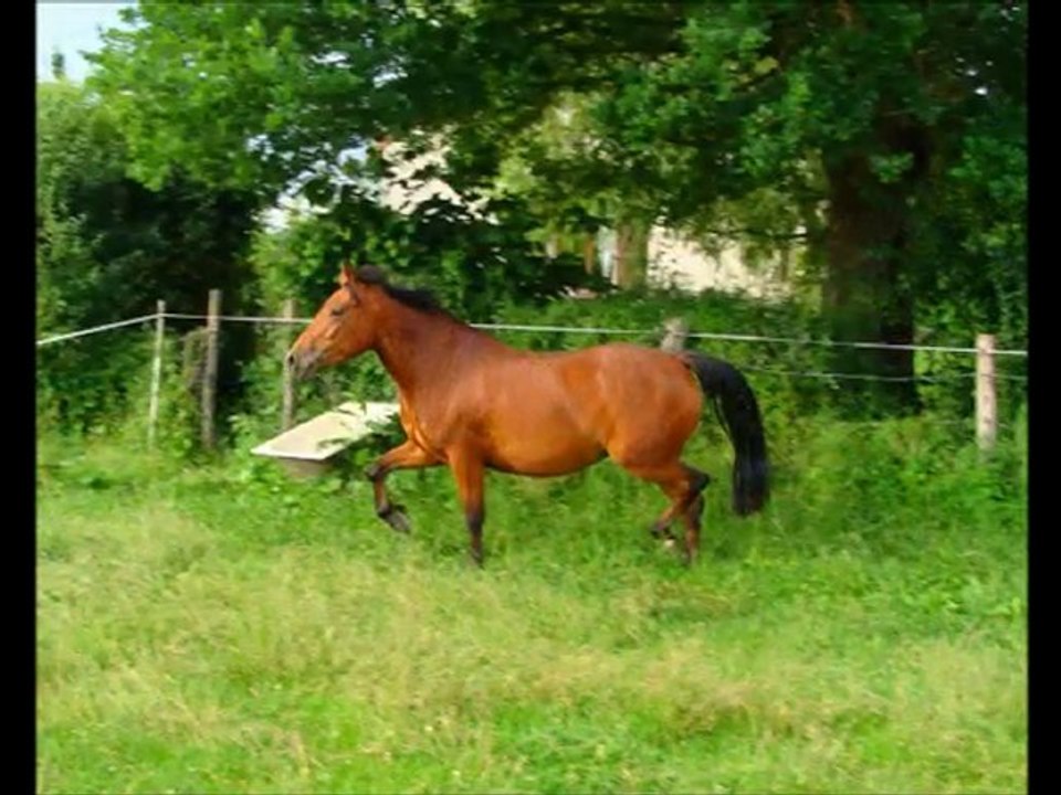 Vend Tawarie du Puits, pouliche OC par Melvin Candy.