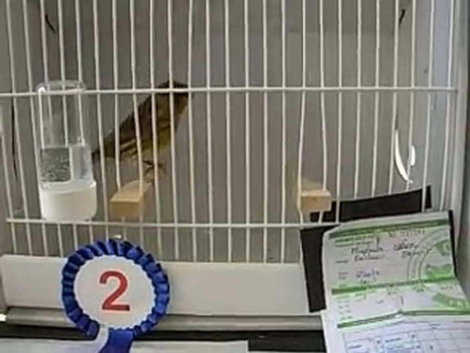 31.10.2010 Yeşil Tepeli Gloster