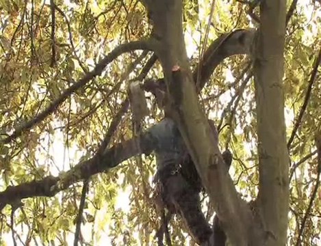 Ashgrove Tree Services - Tree Surgeons in Richmond