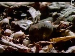 Rats roi de la debrouille partie 1.00