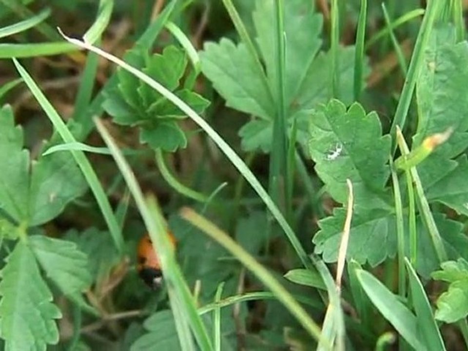 CLIP ECO CITOYENNETE