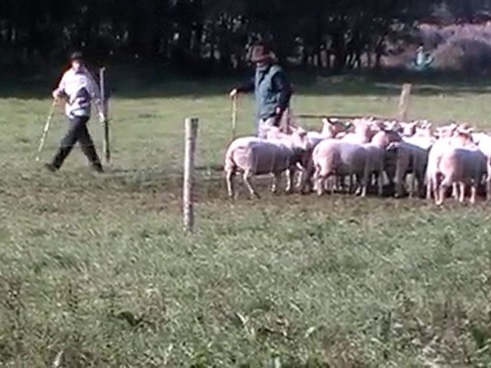 Boom au troupeau 26/10/2010 (2)