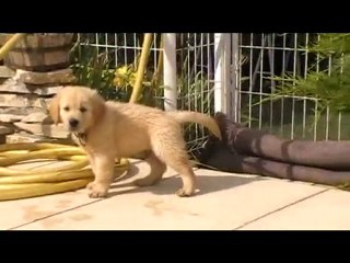 Chiots Céleste 2010_chiots a 6 semaines