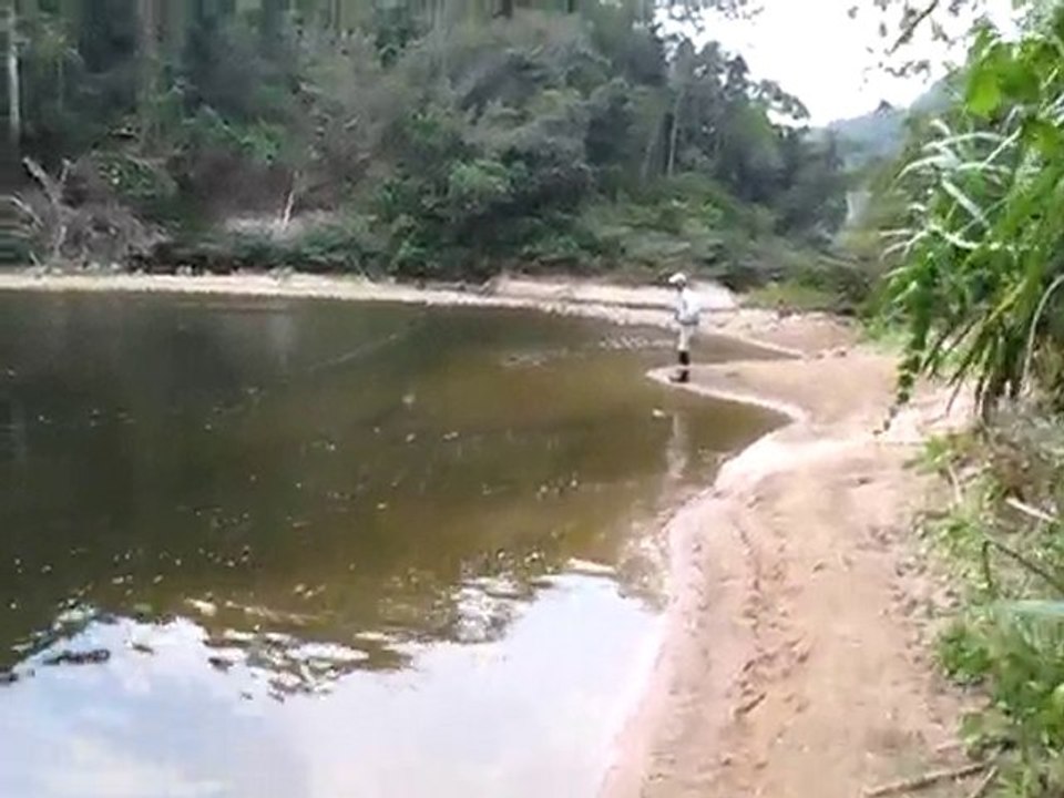 Dorado à vue en Bolivie à Tsiman - sight fishing for dorado!