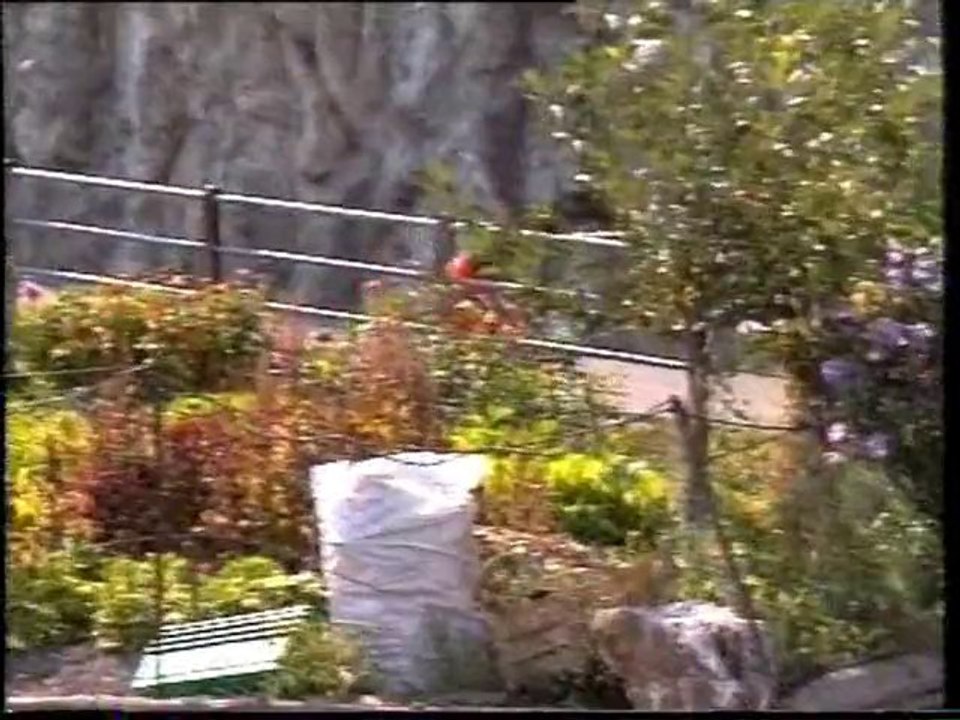 1997 Caisse à Savon Carouta Italie Club CSV