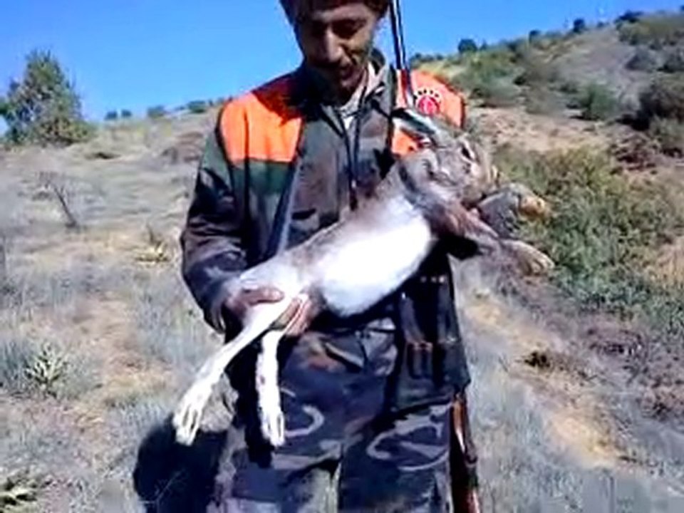 Halil tavşanının vurduğu tavşan!
