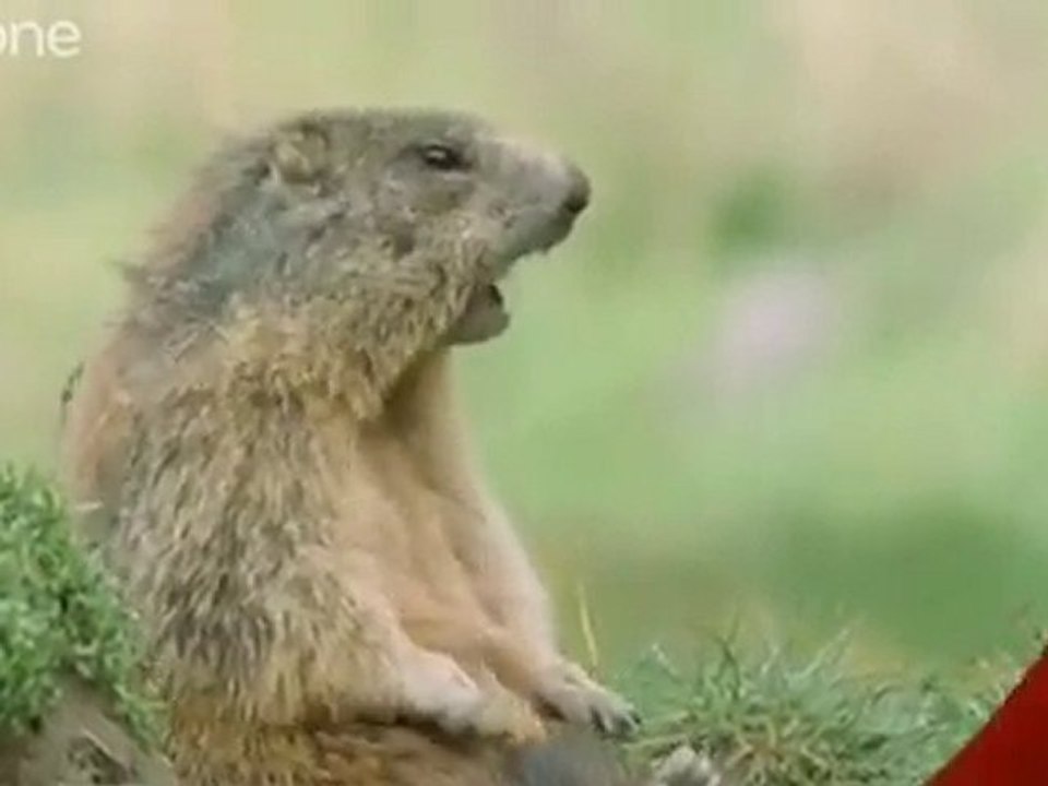 Funny Talking Animals
