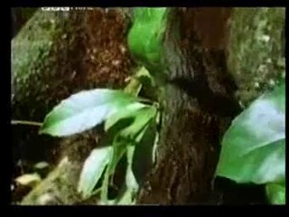 Mucizevi topluluk: karıncalar