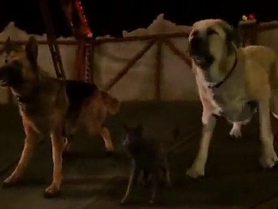 Comme Chiens et Chats 2 FINAL TRAILER VF