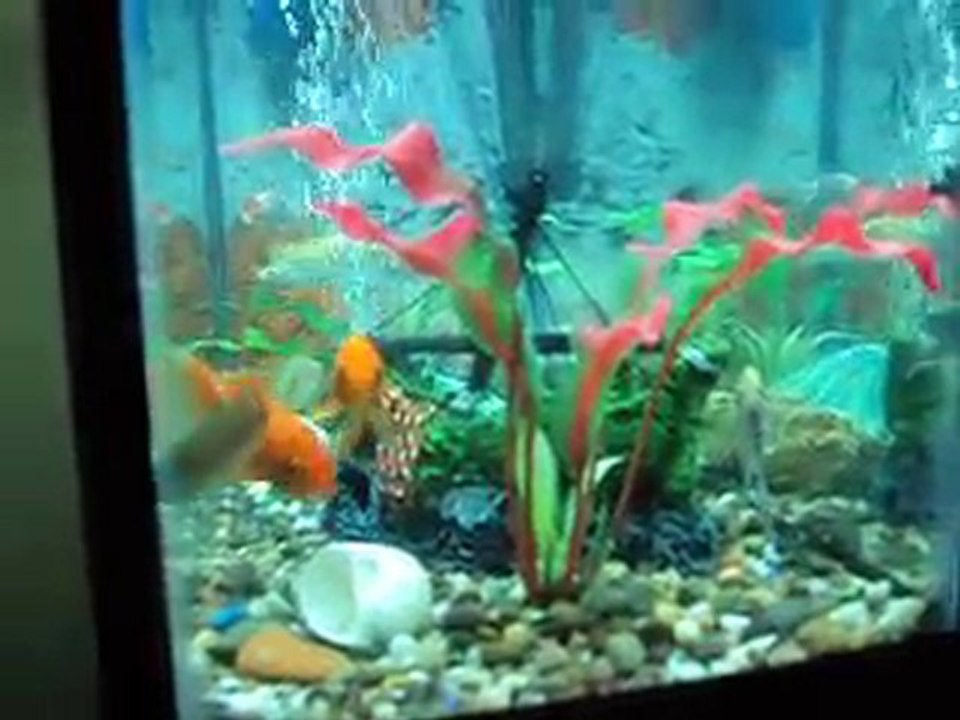 personal aquarium