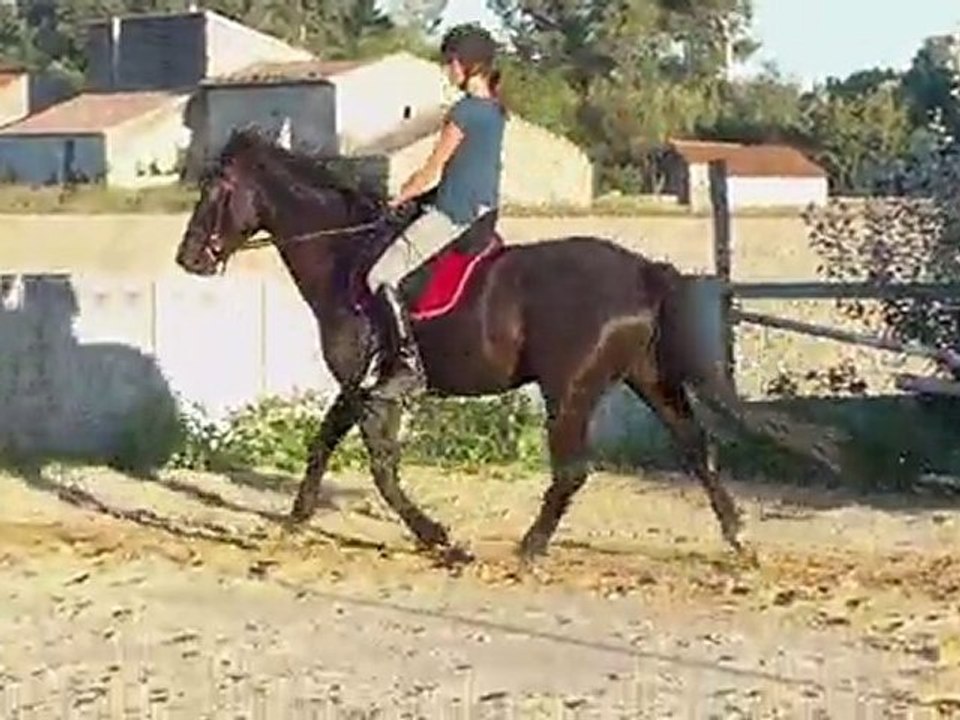 Essai selle dressage Isabell Werth Wintec