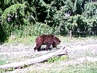 L'ours qui tourne en rond